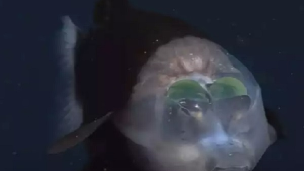 कैलिफोर्निया के तट पर पाई जाती है कैलिफोर्निया के तट पर पाई जाती है