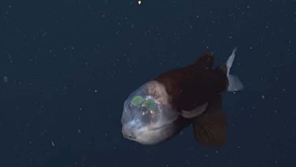 सोशल मीडिया पर चर्चा का विषय सोशल मीडिया पर चर्चा का विषय