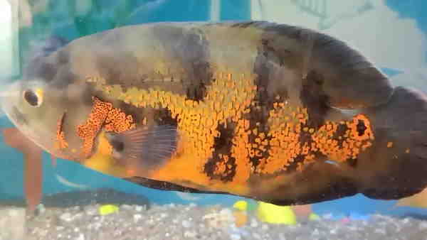 अल्लाह और मोहम्मद लिखा हुआ है मछली पर