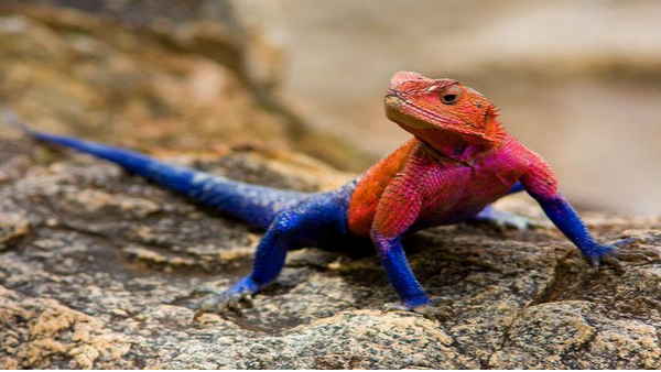  स्‍पाइडर मैन गिरगिट 