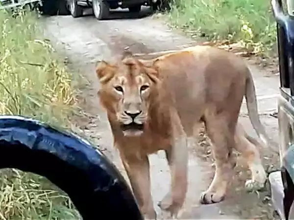 1. गिर फॉरेस्ट, गुजरात: