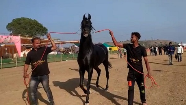 घोड़े के मालिक ने बोले- 5 करोड़ में नहीं बेचने वाला