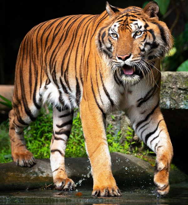 6. सुंदरवन राष्ट्रीय उद्यान, पश्चिम बंगाल: