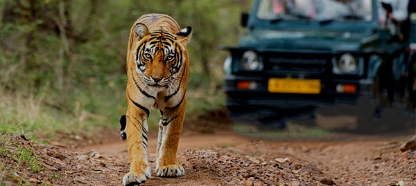 10. जिम कार्बेट नेशनल पार्क, उत्तराखंड: 