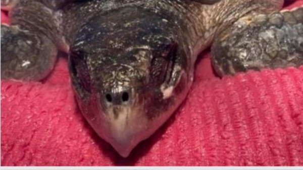 कछुए की हालत गंभीर कछुए की हालत गंभीर