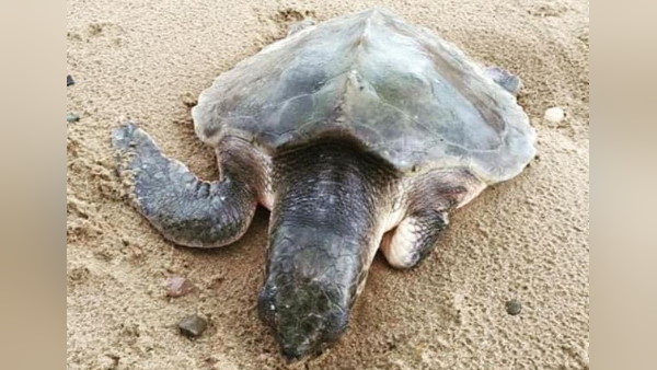 घर से हजारों मील दूर पहुंचा घर से हजारों मील दूर पहुंचा