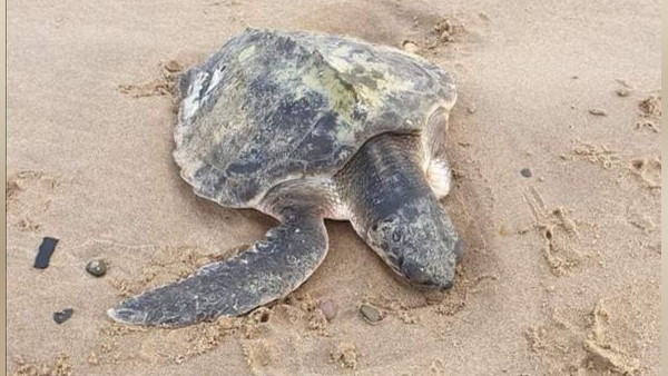 दुनिया का सबसे दर्लभ कछुआ है ये दुनिया का सबसे दर्लभ कछुआ है ये