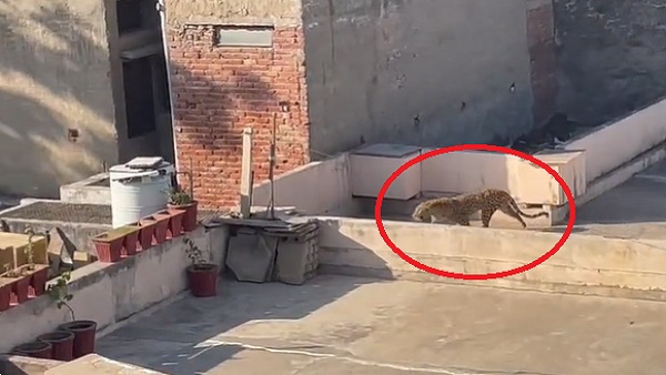 वन विभाग की टीम ने जाकर पकड़ा