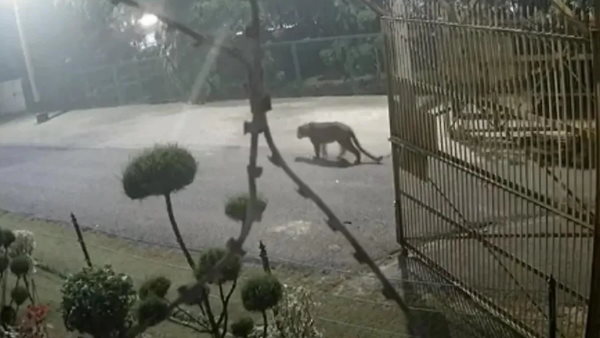 सीसीटीवी कैमरे में कैद हुआ तेंदुआ