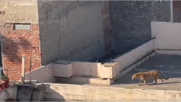 लोगों की चीख-पुकार के बीच तेंदुए को पकड़ा गया