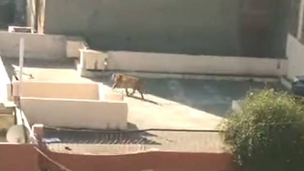 शनिवार को ग्वालियर में भी एक गांव में घुस गया था तेंदुआ