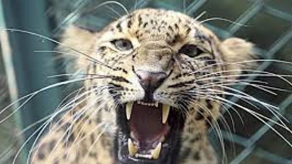 तेंदुए ने तीन लोगों को किया घायल