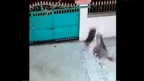 कुत्तों को बचाने के लिए ये निकाला ये जुगाड़ कुत्तों को बचाने के लिए ये निकाला ये जुगाड़