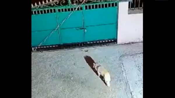 तेंदुए को देख दंग रह गए लोग तेंदुए को देख दंग रह गए लोग