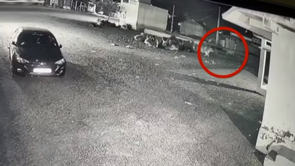 रात में अक्‍सर आते हैं यहां शेर-तेंदुए