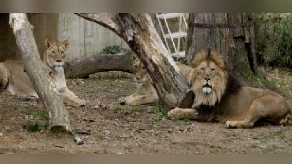 हैदराबाद में 8 शेर कोरोनावायरस से संक्रमित मिले हैदराबाद में 8 शेर कोरोनावायरस से संक्रमित मिले