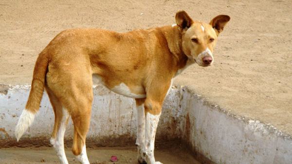 शख्स को टूटा पैर