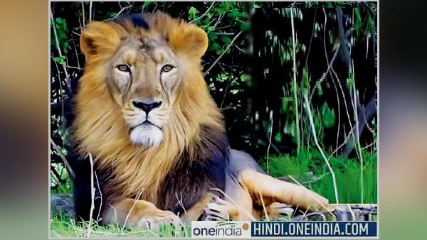 नजर आया जंगल का सबसे खूबसूरत शेर नजर आया जंगल का सबसे खूबसूरत शेर