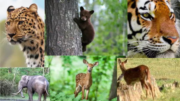 5. कान्हा नेशनल पार्क, मध्य प्रदेश: 