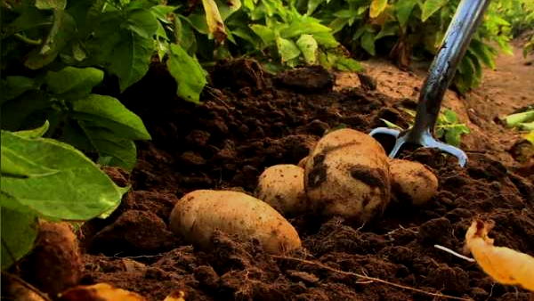 अमेरिकी कंपनी 'पेप्सिको' से जीते भारतीय किसान