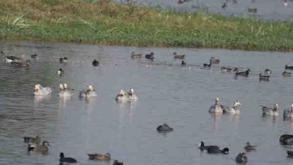 600 एकड़ में फैले तालाब को खुदवा दिया था