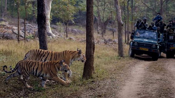 2. रणथंभौर, राजस्थान: