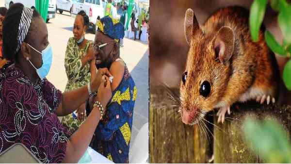 चूहे से पैदा होकर इतना भयावह बना ओमिक्रॉन वायरस ?