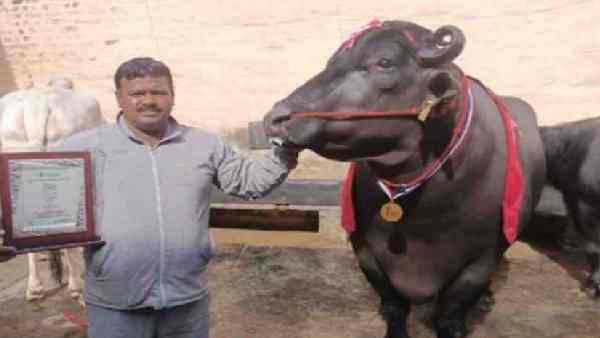 50 हजार बछड़ों का पिता बन चुका है रुश्तम 50 हजार बछड़ों का पिता बन चुका है रुश्तम