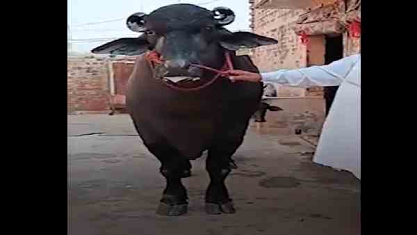 रुश्तम ने 5 लाख रुपए का पुरस्कार जीता रुश्तम ने 5 लाख रुपए का पुरस्कार जीता