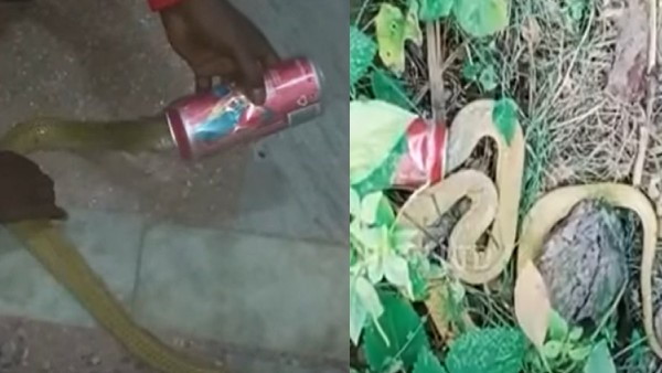 बीयर की केन में फंसा सिर
