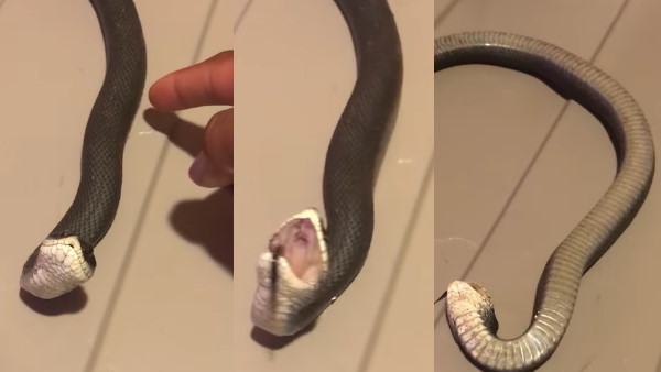 सोशल मीडिया पर सांप का वीडियो वायरल सोशल मीडिया पर सांप का वीडियो वायरल