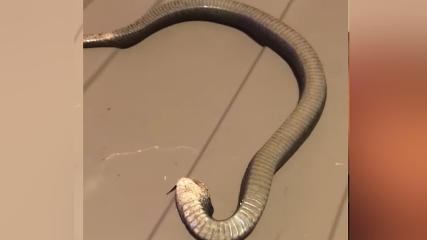 बेहद क्यूट नजर आ रहा है सांप बेहद क्यूट नजर आ रहा है सांप