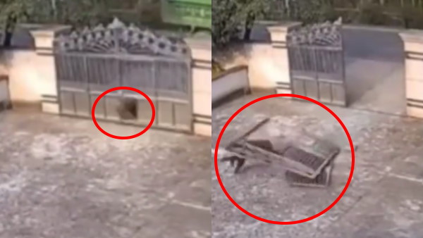 सोशल मीडिया पर वीडियो वायरल