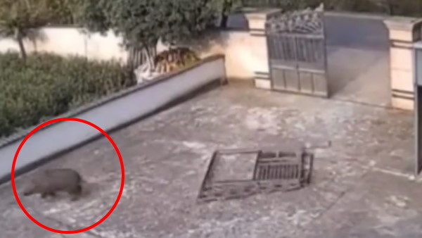 टक्कर से सूअर नहीं हुआ घायल