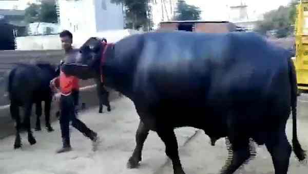 सुल्तान का बेटा चांद भी हुआ मशहूर सुल्तान का बेटा चांद भी हुआ मशहूर