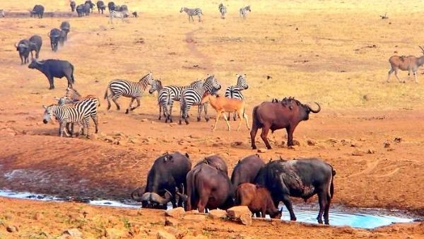 देश में राष्ट्रीय आपदा घोषित