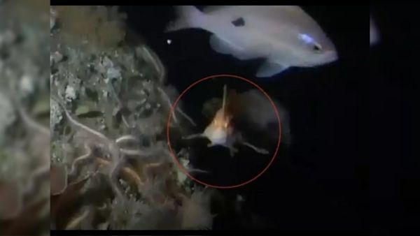 हाथों से चलती है मछली हाथों से चलती है मछली