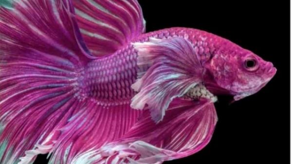 मछली के मिले लंबे हाथ मछली के मिले लंबे हाथ