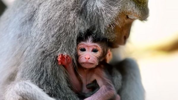 अमेरिका कर चुका है प्रयास अमेरिका कर चुका है प्रयास