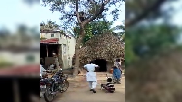 वैक्सीन से बचने के लिए पेड़ पर चढ़ा