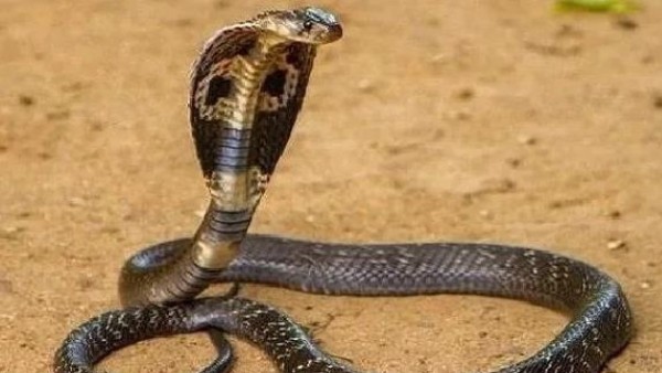 बच्ची को मारने के मकसद से रखा