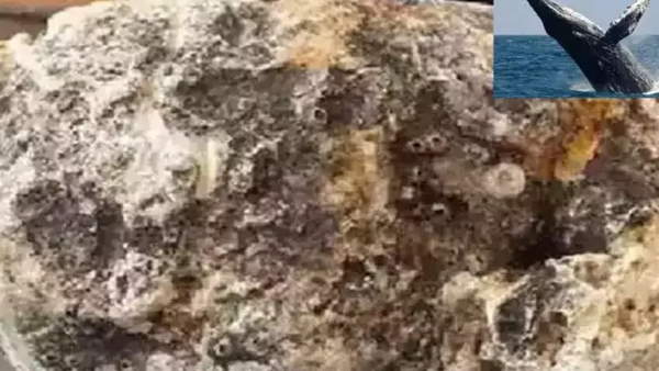 1 करोड़ से ज्यादा है उल्टी की कीमत