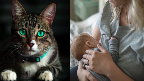 पिंजरे में थी बिल्ली पिंजरे में थी बिल्ली