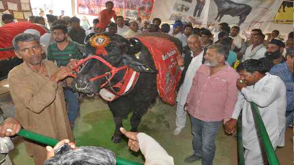 रुश्तम से पहले युवराज भी रहा है नेशनल चैंपियन रुश्तम से पहले युवराज भी रहा है नेशनल चैंपियन