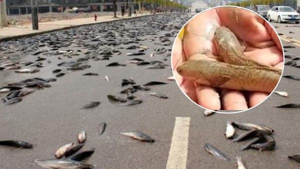 टॉरनेडो और वॉटरस्पाउट है इसका कारण टॉरनेडो और वॉटरस्पाउट है इसका कारण