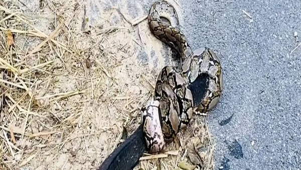 खाने के लिए सांप का शिकार कर रहा था अजगर खाने के लिए सांप का शिकार कर रहा था अजगर