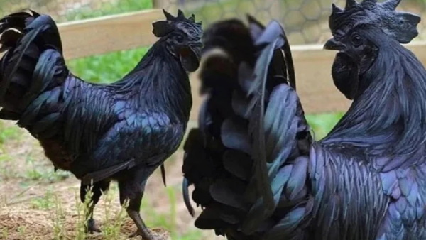 सेहत के लिए होता है फायदेमंद ,डॉक्टर भी देते है खाने की सलाह 