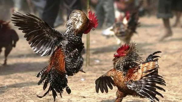 मुर्गों को बनाया जाता है लड़ाकू