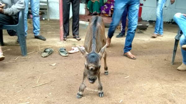 बछड़ा है पूरी तरह स्वस्थ