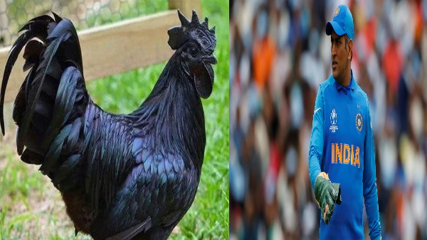  मुनाफा इतना ही धोनी भी पाल रहे हैं कड़कनाथ 